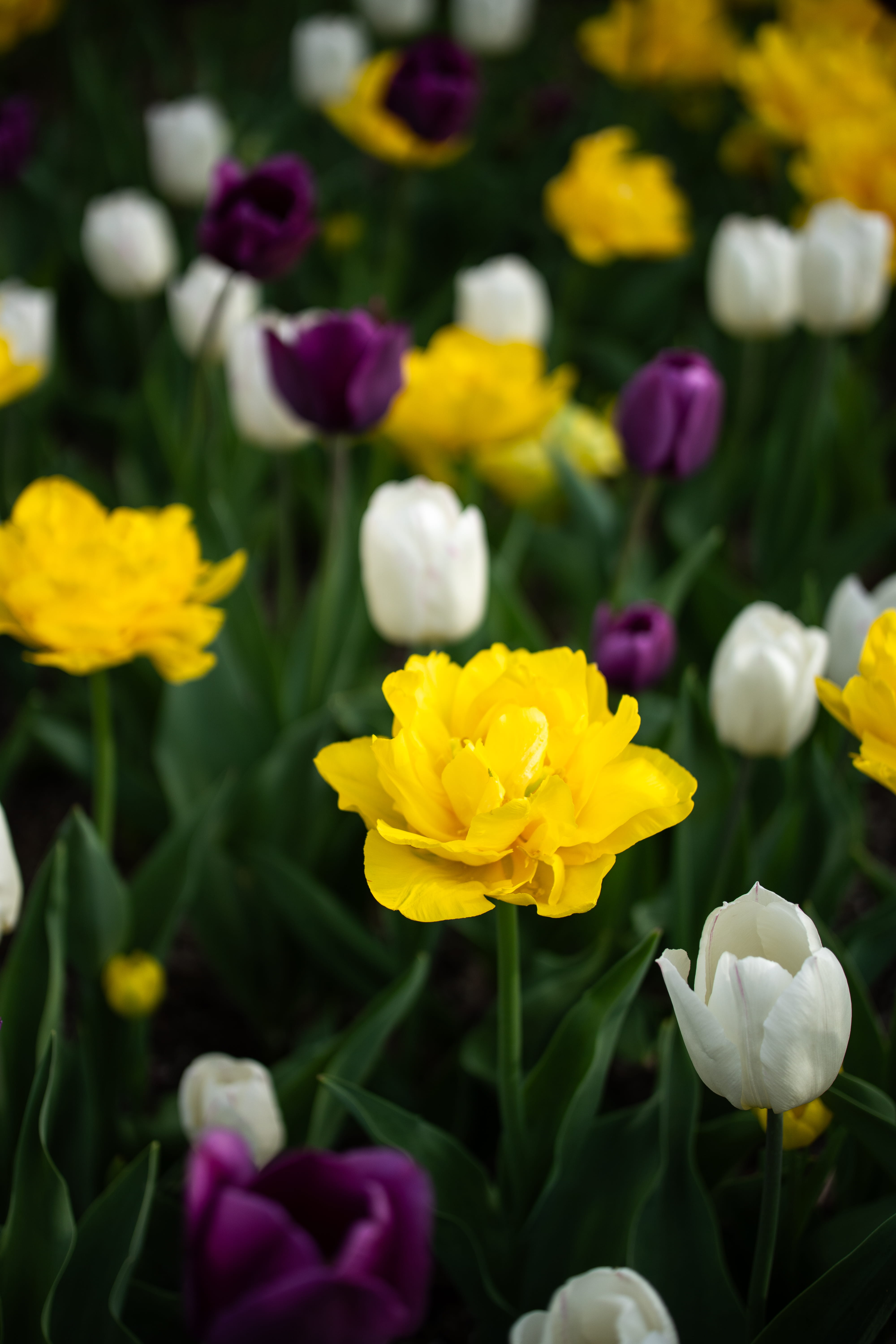 purple, yellow, and white flowers