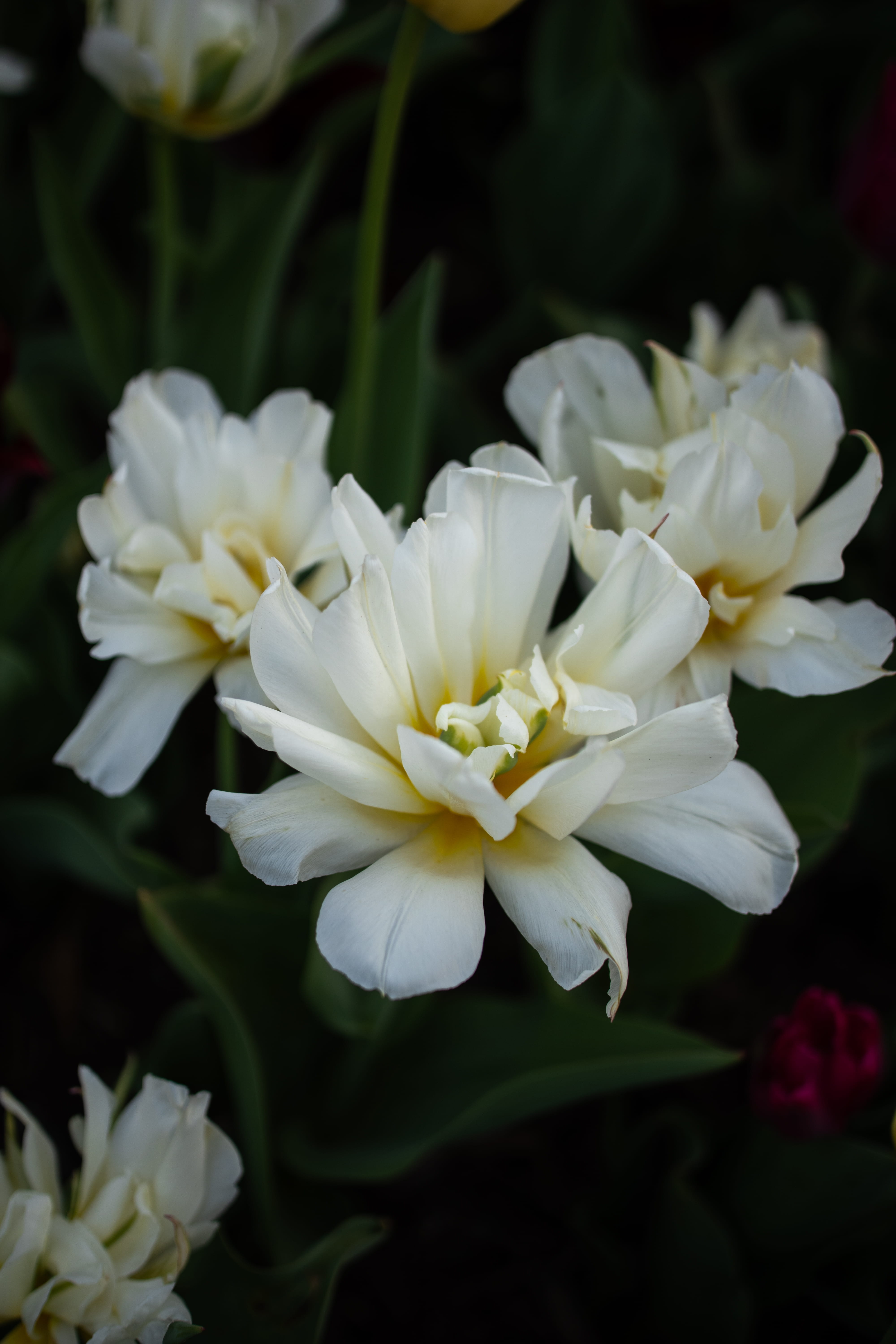 White flowers